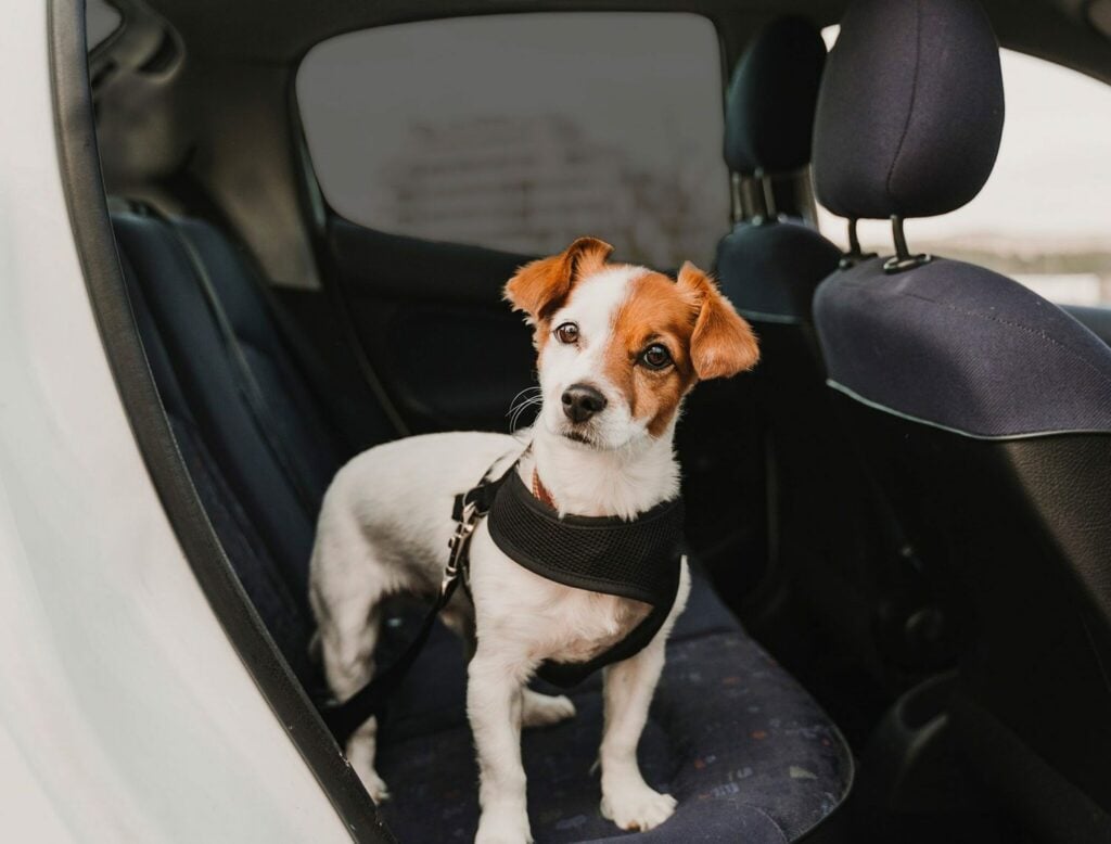 Kleiner braun-weißer Hund mit schwarzem Geschirr sitzt auf Rücksitz